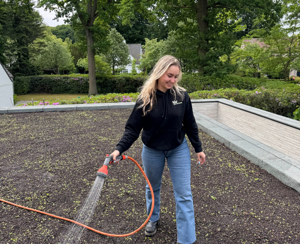 Aanleg en bewatering van de sedumstekken op het groendak