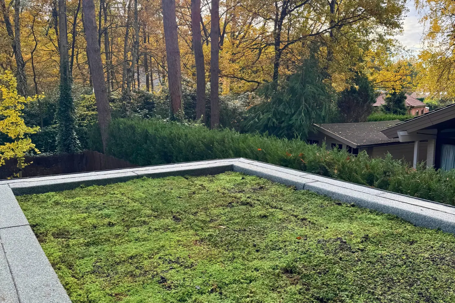 Groendak met sedumstekken in een bosrijke omgeving in Brasschaat