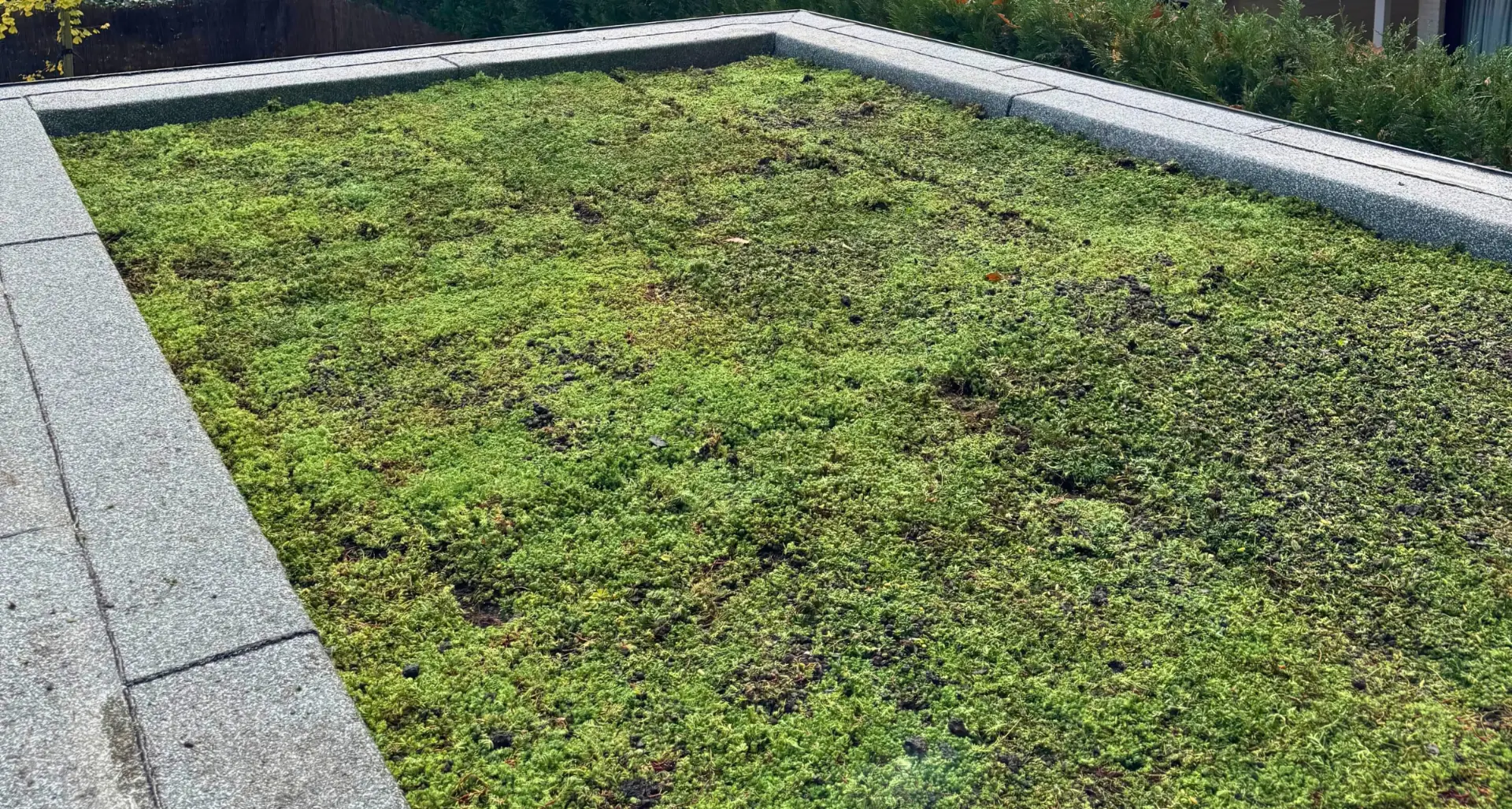 Groendak met sedumstekken in Brasschaat