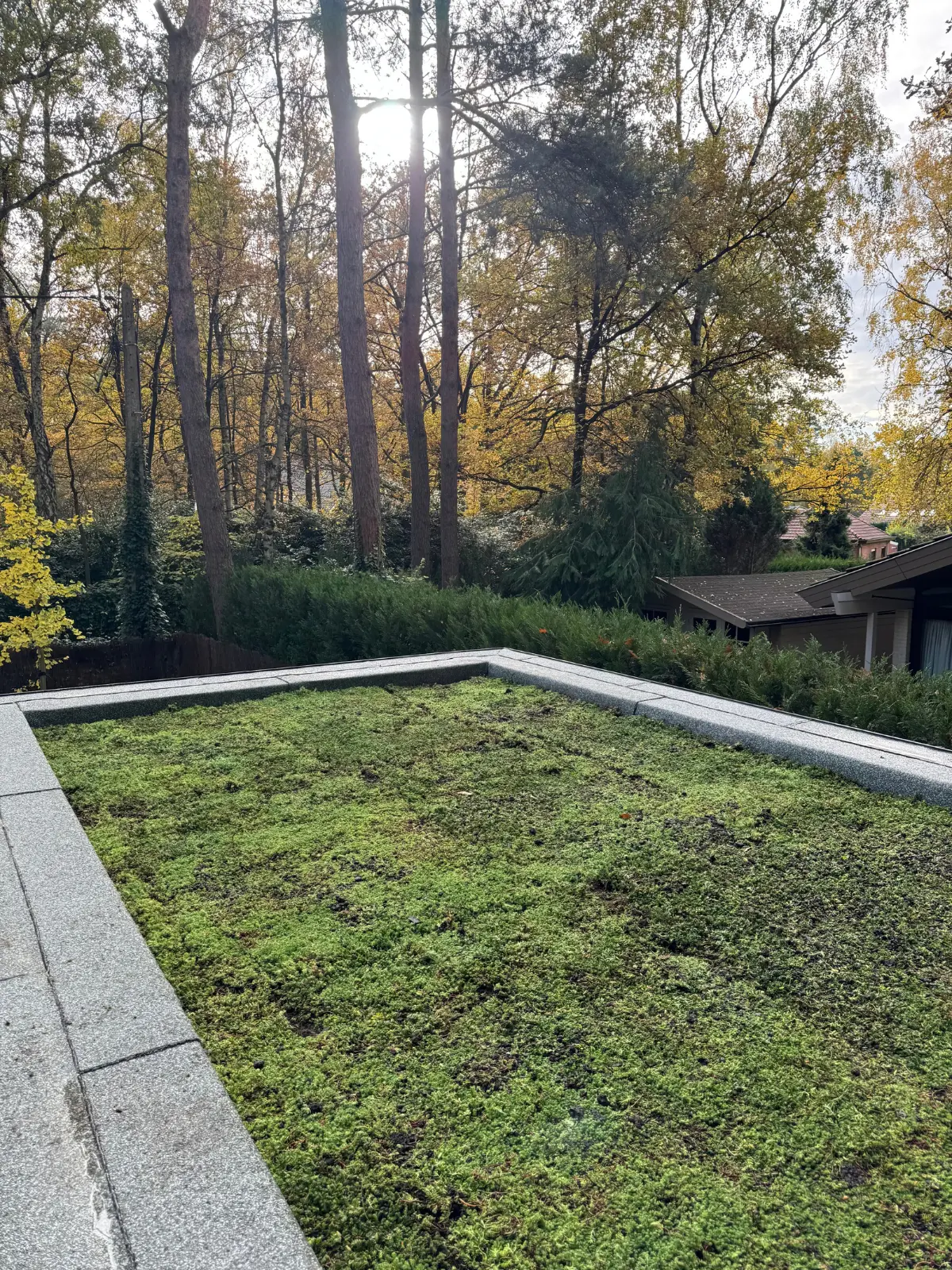 Groendak met sedumbegroeiing tussen bomen